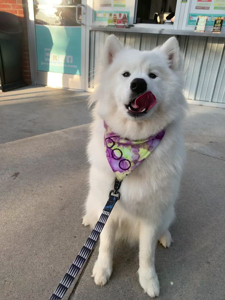 Ice Dyed and Hand Embroidered Pet Bandana